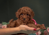 Poodle Toy Red Brown Kore Bebeklerimiz